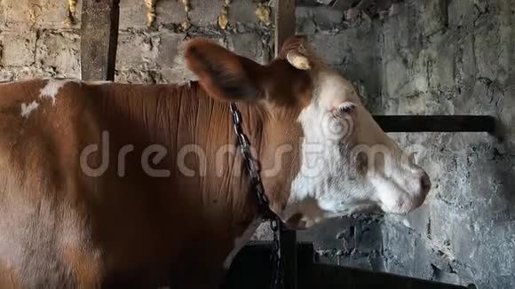 牛在一个摊子里快关门视频的预览图