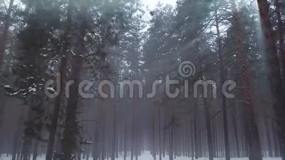 迷雾中的神秘森林烟雾和光线中的冬季森林视频的预览图