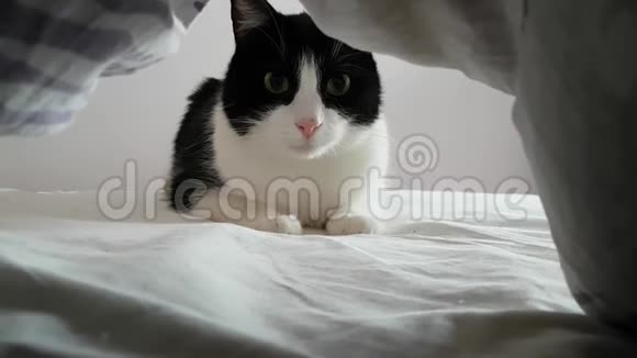 一只非常滑稽的黑白嬉戏的小猫在毯子下面跟着主人疯狂而好奇地看着被子下面视频的预览图