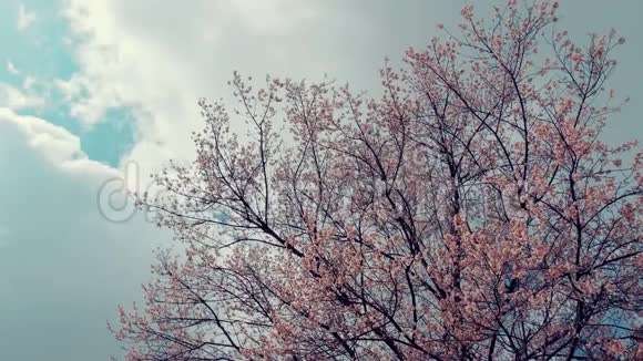 蓝天白云的樱花树视频的预览图