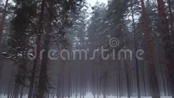 雾烟中的冬季森林迷雾中的神秘之木视频的预览图