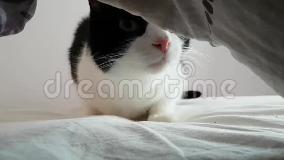 好奇的黑白猫看着毯子下面游戏动物的晨游捉迷藏视频的预览图