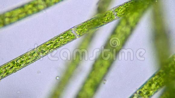 显微镜下的丝状藻类浮游植物视频的预览图