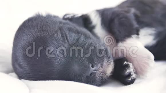 一只新生的小狗睡在白色的毯子上视频的预览图