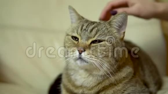 女孩抚摸一只英国品种的猫那只猫躺在椅子上闭上了高兴的眼睛猫脸贴紧慢慢视频的预览图