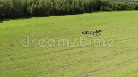 一群漂亮的年轻的马在绿色的田野上吃草在四架直升机上射击视频的预览图
