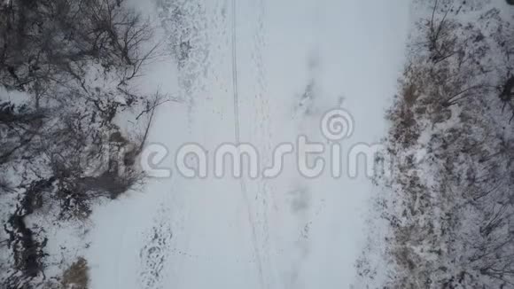 冬季的雪林从无人驾驶飞机俯瞰视频的预览图