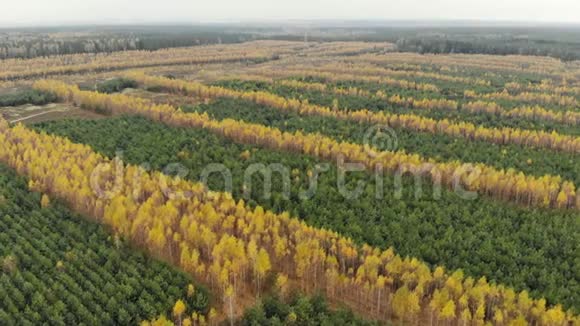 在黄桦和绿云杉的森林种植园上空飞行美丽的秋林视频的预览图