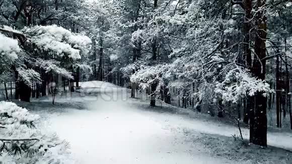 森林里的雪降雪缓慢运动视频的预览图