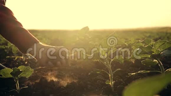 一位农民坐在绿色的田野里手里握着肥沃的土壤在夕阳下农学家检查视频的预览图