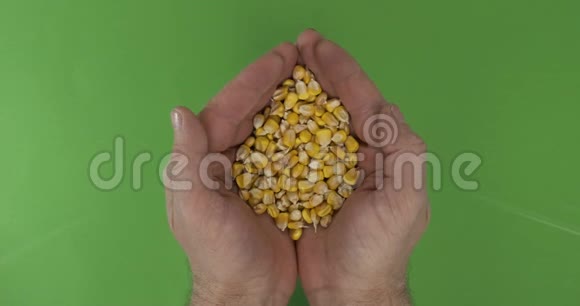 男人的手在绿色的背景上握着一堆玉米粒上景视频的预览图