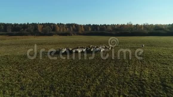 农场放牧羊群的鸟瞰图视频的预览图