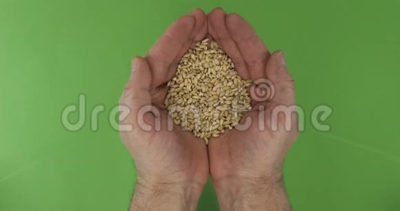 男人的手在绿色的背景上握着一堆大麦上景视频的预览图