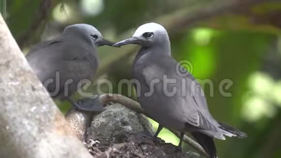 野中愚蠢的灰燕鸥视频的预览图