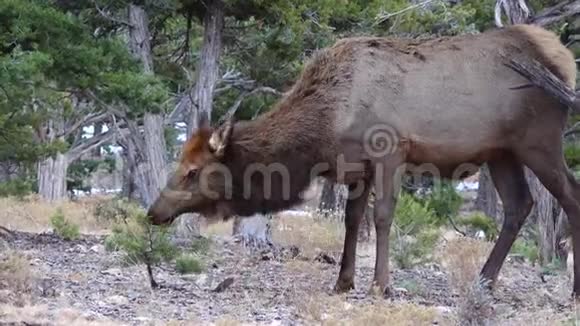 美国亚利桑那州大峡谷地区的无角大鹿吃干草视频的预览图