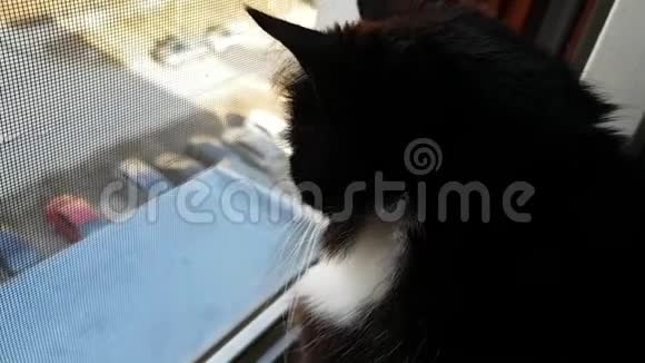 一只好奇的黑白猫从高高的地板上开着的窗户往外看看看顶层坐在安全网旁边视频的预览图