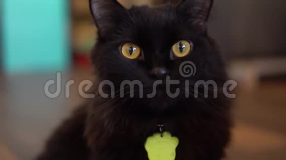 猫特写镜头黑眼睛黄的猫离开了框架视频的预览图
