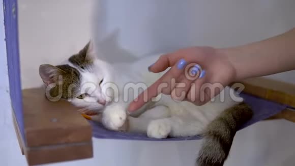 那只猫靠在靠背的墙上一个女人在玩猫猫爪子推人的手视频的预览图