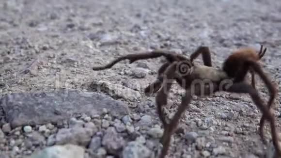 亚利桑那金发的狼蛛蚜虫成熟的雄性在地上奔跑美国亚利桑那州视频的预览图
