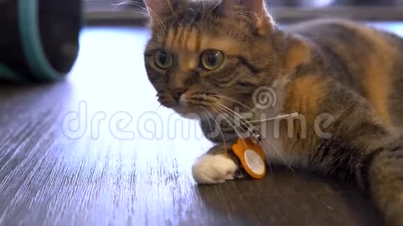 猫躺在地板上有橙色斑点的猫仔细地看向旁边视频的预览图