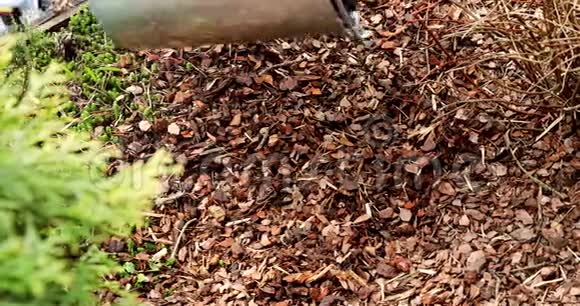 用松树皮覆盖植植床视频的预览图