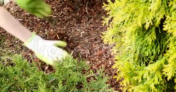 用松树皮覆盖植植床视频的预览图