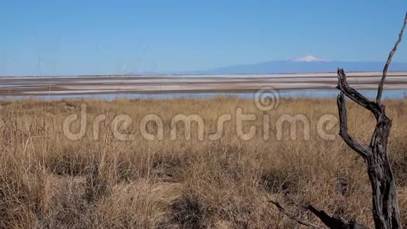 美国亚利桑那州盐湖背景下的一棵干树背景是一座山顶上有雪的山视频的预览图