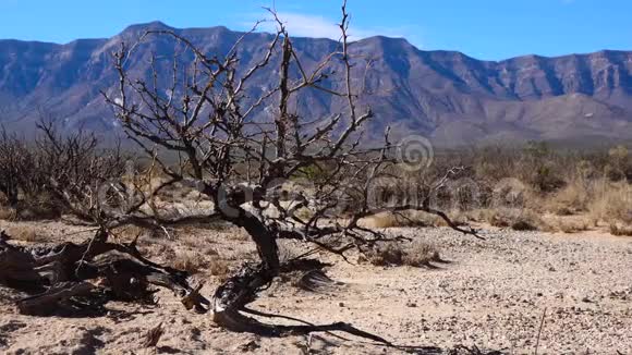 美国亚利桑那州山区附近沙漠中的干燥树视频的预览图