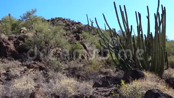 沙漠有机管美国亚利桑那州仙人掌国家纪念碑视频的预览图