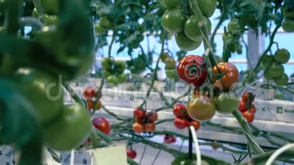 农业产业新鲜蔬菜理念生长在温室里的红绿西红柿视频的预览图