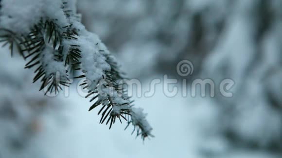 冬天一个模糊的人在森林里散步和徒步旅行视频的预览图