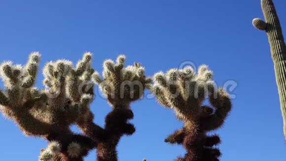 沙漠景观有仙人掌前景是仙人掌在一个器官管仙人掌国家纪念碑亚利桑那州美国视频的预览图