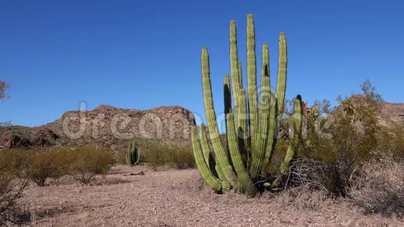 沙漠有机管美国亚利桑那州仙人掌国家纪念碑视频的预览图