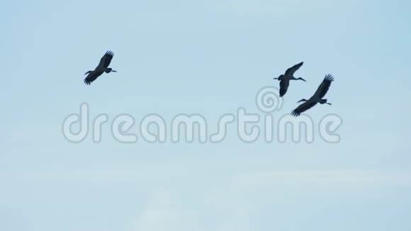 蓝天中的亚洲鹭鸟视频的预览图