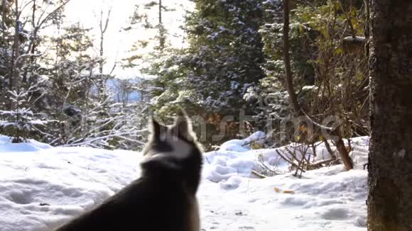 冬天和哈士奇狗散步的女孩视频的预览图