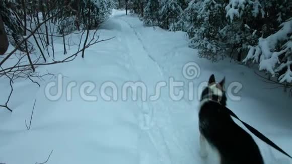 冬天和快乐的哈士奇狗散步的女孩的美丽照片视频的预览图