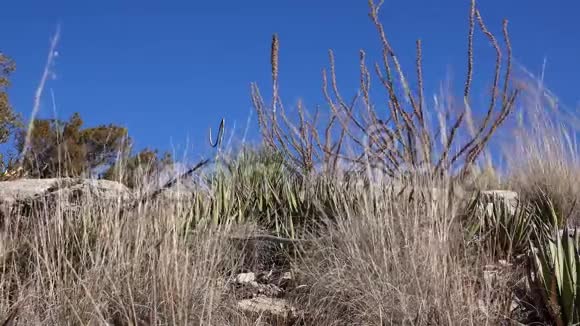 不同肉质芦荟树皮上的草植被新墨西哥视频的预览图