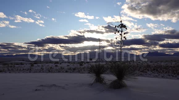 尤卡植物尤卡埃拉塔和沙漠裤子在沙丘在白沙国家纪念碑美国新墨西哥视频的预览图