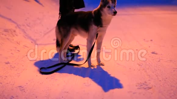 冬天晚上和狗在外面抽烟的女孩视频的预览图