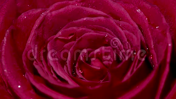 玫瑰花特写孤立美丽的玫瑰花滴着水视频的预览图