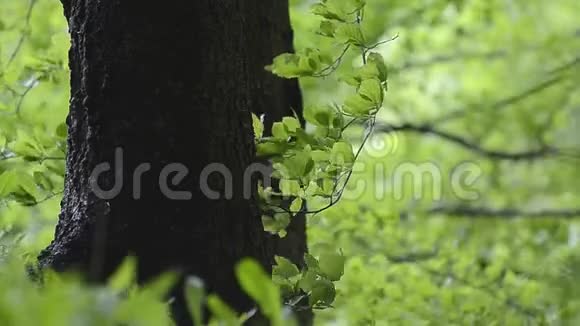树干在山风的绿叶间视频的预览图