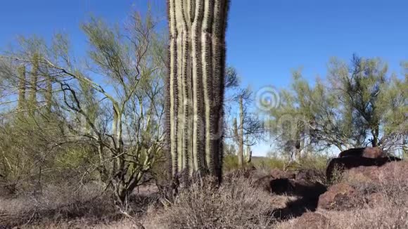 在菲尼克斯附近的休伊特峡谷三只巨型萨瓜罗斯卡内基吉甘特亚美国亚利桑那州仙人掌国家纪念碑视频的预览图