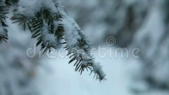 冬天一个模糊的女人在森林里散步和徒步旅行视频的预览图