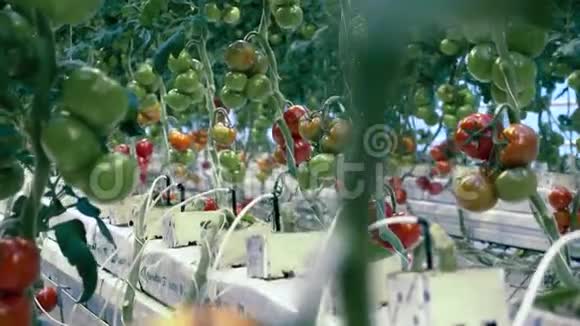 树枝上有西红柿的温室农业产业新鲜蔬菜理念视频的预览图
