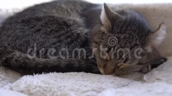 塔比猫在睡觉这只猫躺在格子布上视频的预览图