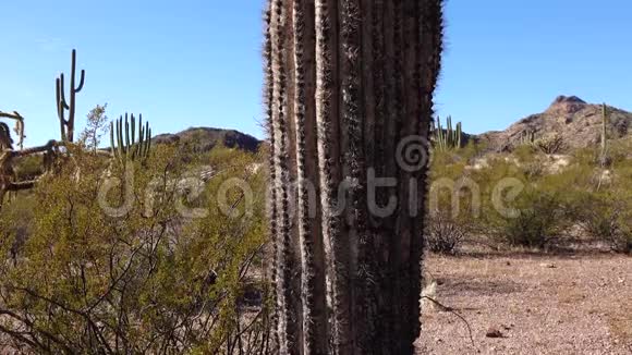 在菲尼克斯附近的休伊特峡谷三只巨型萨瓜罗斯卡内基吉甘特亚美国亚利桑那州仙人掌国家纪念碑视频的预览图