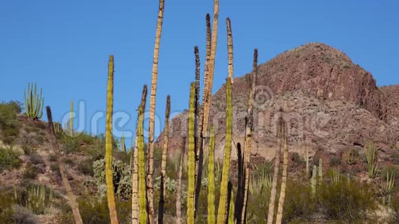 典型的沙漠景观与仙人掌管仙人掌国家纪念碑仙人掌有机管萨加罗和奥科蒂略植物亚利桑那州视频的预览图