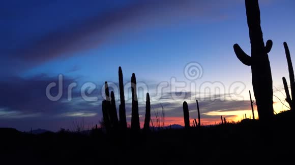 日落时分三只巨大的萨瓜罗斯卡内基吉甘特亚在红云的背景下仙人掌管视频的预览图