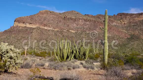 有机管仙人掌国家纪念碑的典型风景有机管萨加罗和奥科蒂略植物亚利桑那州视频的预览图