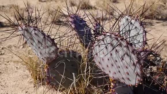亚利桑那州沙漠中的卡蒂紫刺梨黑棘刺梨视频的预览图